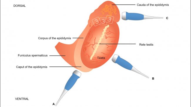 Fig. 4: Schematic illustration of the topography of the testis and epididymis in boars, with suggested transducer placement when assessing the epididymal caput (= head; a), corpus (b) and cauda (= tail; c). The caput and cauda are best imaged longitudinally and the corpus transversally (from Kauffold et al., 2011).
