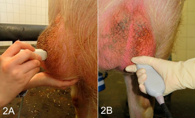 Fig. 2: Procedure of scanning of the testis in a non-restrained calm boar post-ejaculation in the semen collection room. A) Longitudinal scanning using a micro-convex probe. B) Transversal scanning using a convex probe. This scanning location has also to be employed when imaging the epididymal corpus.
