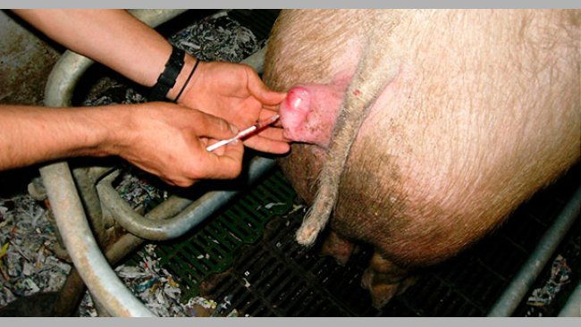 Injecting prostaglandin to the sow
 