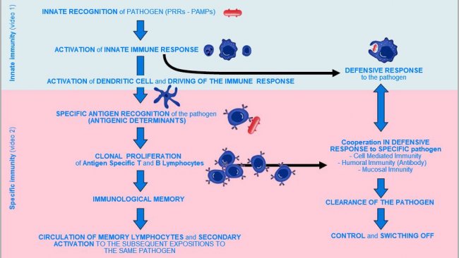 Figure 1.  Phases of onset, activation and progression of Innate and Specific Immunity against a pathogen