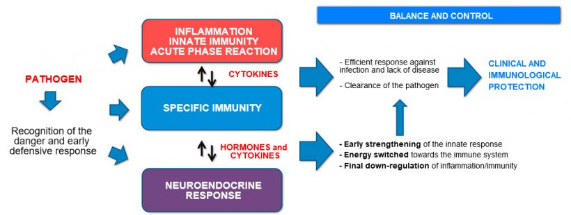 Figure 2a. Interaction between Immunity and Neuroendocrine response: balanced and controlled inflammatory and immune response leading to clinical and immunological protection.
