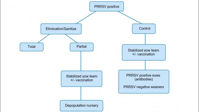 Figure 1. Schematic view of different approaches in PRRSV positive herds.