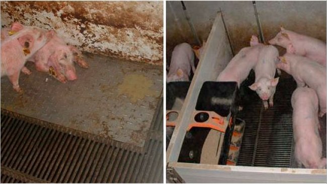 Figure 2 &ndash; Pigs reared in dirty (left) and clean (right) conditions during the prestarter phase.
