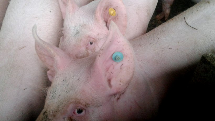 Use of colour tags&nbsp;to identify the age of replacement gilts.

&nbsp;
