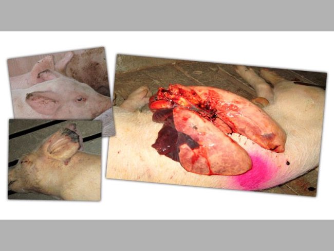 Figure 2: Lesions in a growing pig: ear tip necrosis and pneumonia in the cranial and medial lobes.
