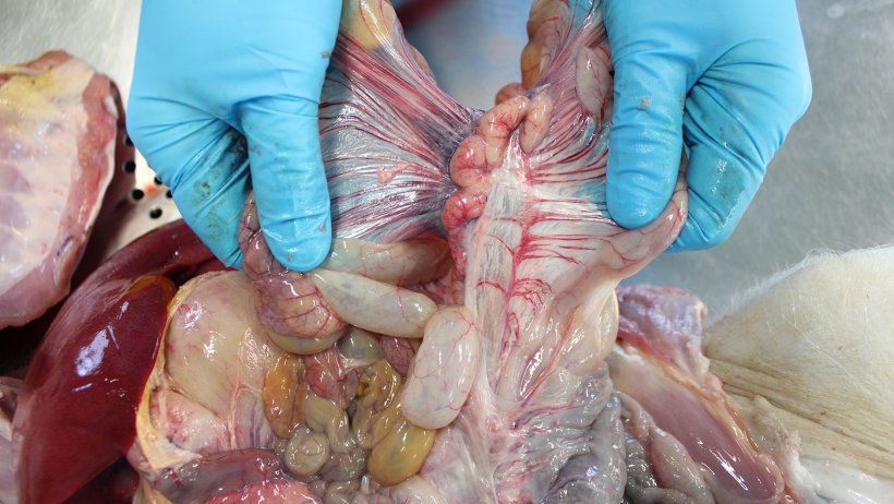 Mesenteric lymph nodes
