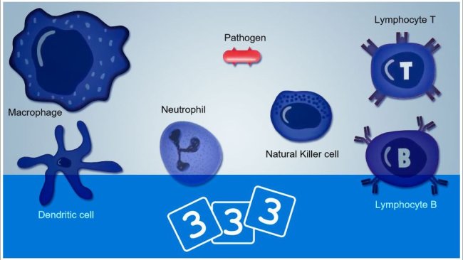 Re-Discover immunology in 333pig
 