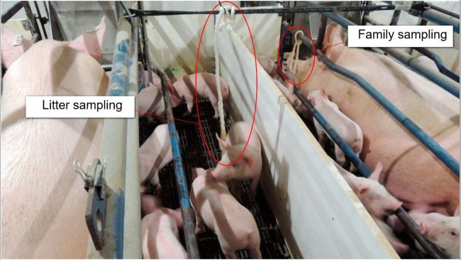 Figure 1. Litter sampling (only piglets exposed to a cotton rope) and family sampling (both sow and piglets are exposed to a cotton rope).