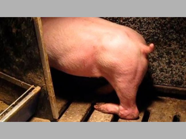 Figure 3. Paralysis of the back leg as a result of nerve damage from lifting and twisting of the back leg.
