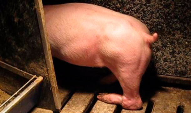 Figure 3. Paralysis of the back leg as a result of nerve damage from lifting and twisting of the back leg.