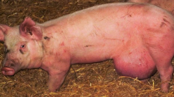 Figure 2. Umbilical rupture resulting from mishandling.