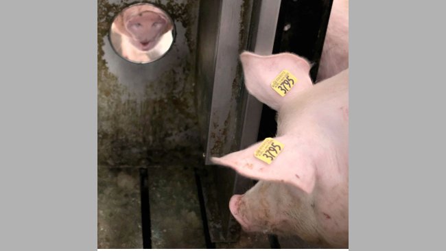 A sow approaches a boar within a group gestation pen. The pen design allows nose-to-nose contact between the animals, allowing for pheromone exchange to trigger heat response if the sow is open. The technology records the number and length of interactions and calculates whether the sow’s behavior indicates she is in heat.