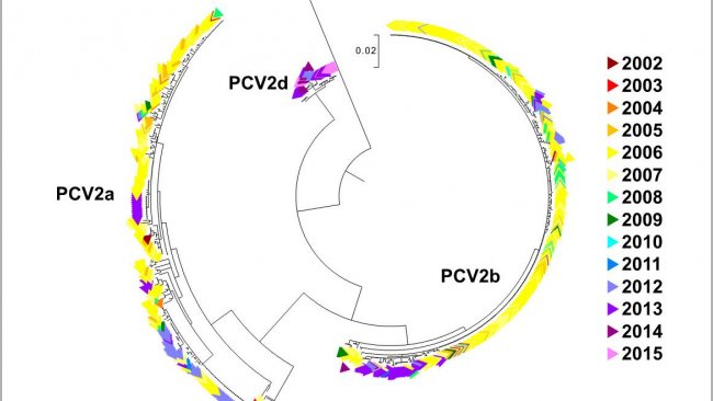 Figure 2. Maximum likelihood phylogenetic tree. The 729 ORF2 sequences from the UMN-VDL PCV2 database are colored by year acquired. The genotypes are noted.