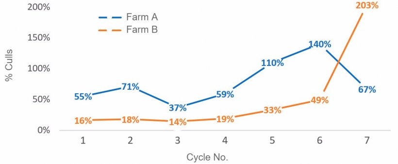 Graph&nbsp;1. Percentage of culled sows per cycle (number of sows culled per cycle/ average census per cycle) in 2016
