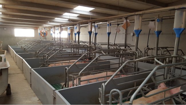 Figure 2. The cost of a farrowing room with a double passage is a 10% higher, but it simplifies work because it provides good access to the feed trough and the rear of the farrowing pen.
