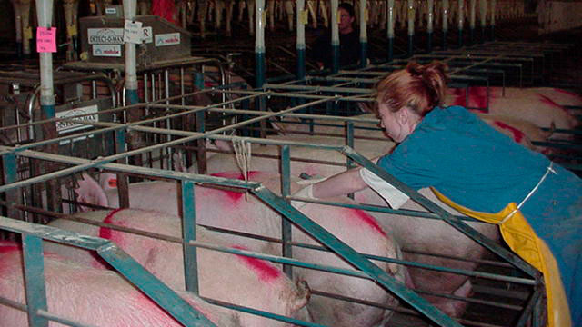 Technician checking for estrus with weaned sows in stall.
