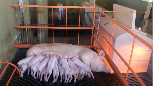 Milk production accounts for 75 to 80% of the total requirements of lactating sows (Picture: Research Facilities, NEPSUI/ UFMG)