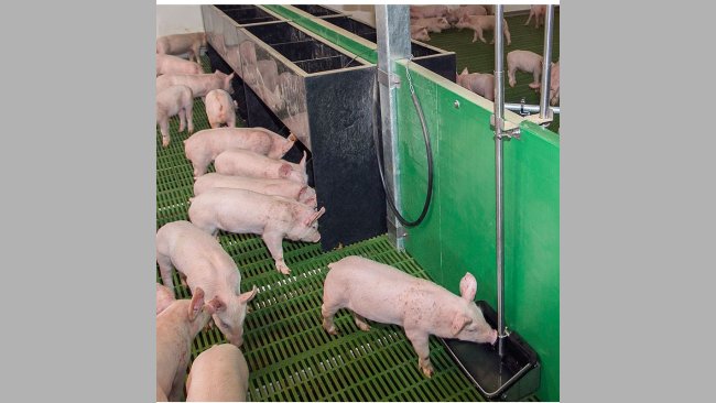 Monitoring on commercial pig farms has shown that having water near the feeder can dramatically increase pigs’ feed intake.