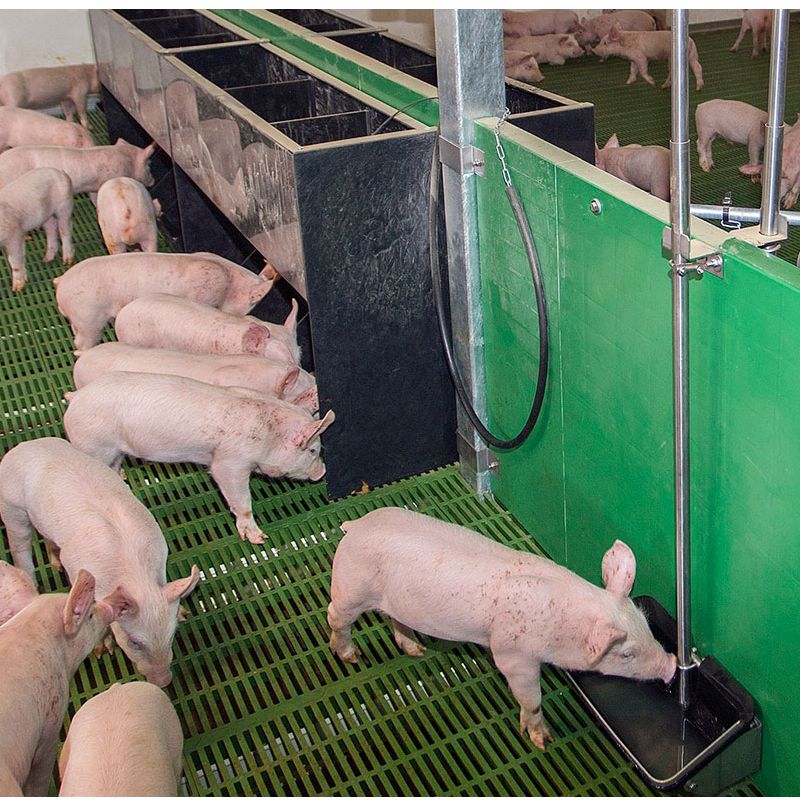 Monitoring on commercial pig farms has shown that having water near the feeder can dramatically increase pigs’ feed intake.