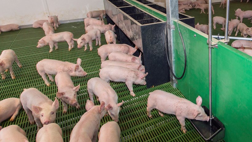 Monitoring on commercial pig farms has shown that having water near the feeder can dramatically increase pigs&rsquo; feed intake.

