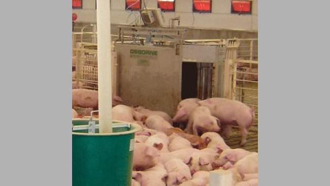 Osborne’s exclusive Weight Watcher™ system manages the growth of up to 600-head of pigs in large groups by the daily weighing and sorting of animals as they move from water to feed pens.