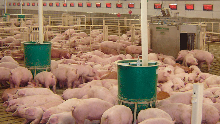 Osborne&rsquo;s exclusive Weight Watcher&trade; system manages the growth of up to 600-head of pigs in large groups by the daily weighing and sorting of animals as they move from water to feed pens.
