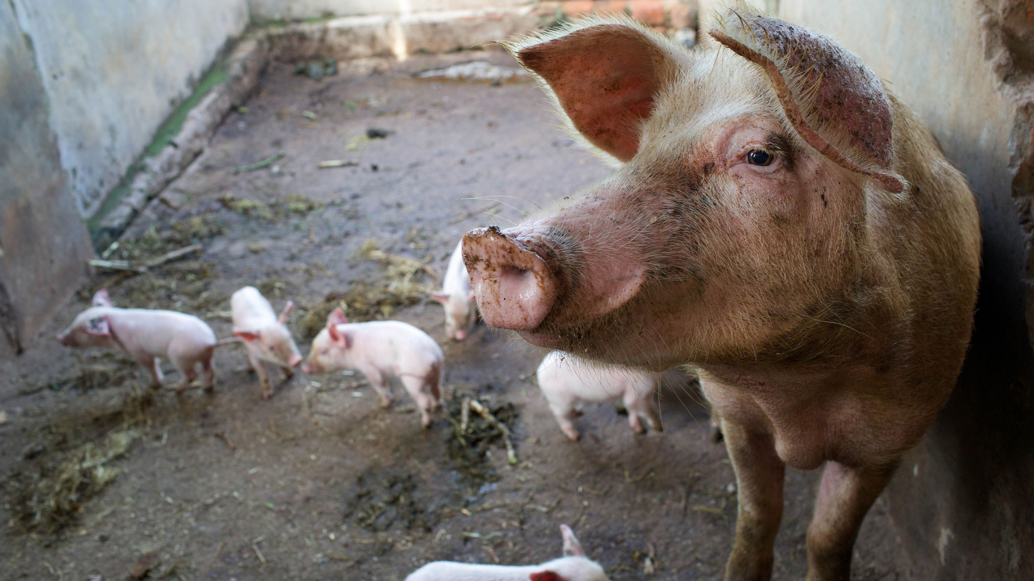 How to Transport Piglets (for the Smallhold Farmer) photo pictures How to Transport Piglets (for the Smallhold Farmer)