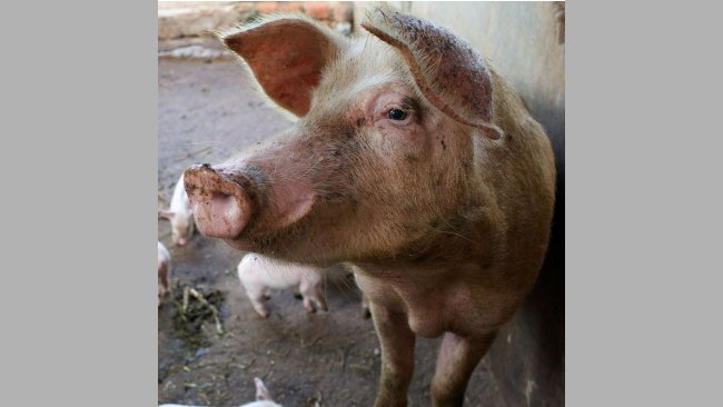 Cross breed sow and piglets on a farm in Masaka district, Uganda.
Photo credit: ILRI/Apollo Habtamu.