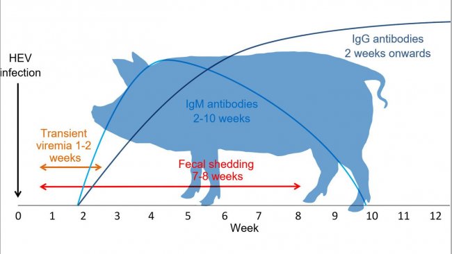 Hepatitis E virus infection response