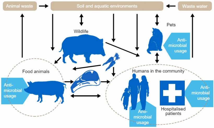 Antibiotic Resistance The Role Of Animal Production Articles Pig333 Pig To Pork Munity