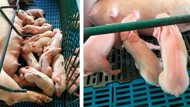 Photos 1 and 2. Left: litter with lack of milk intake. Right: Low-viability piglets with poor milk intake.
 