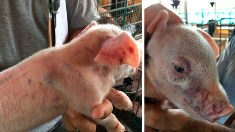 Photos 3 and 4: Piglet with haemorrhages and oedema.
&nbsp;
