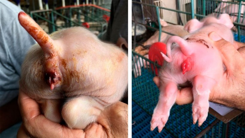 Photos 6 and 7:&nbsp;Left: Vulvar necrosis in a female suckling piglet. Right: Vulvitis in a female suckling piglet.

&nbsp;
