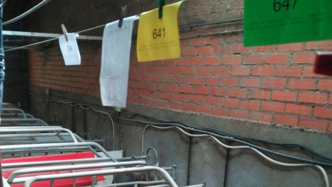 Farrowing house with several sow cards in different colours