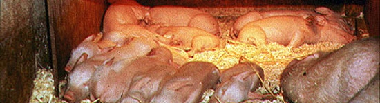 Thermal control in piglets 