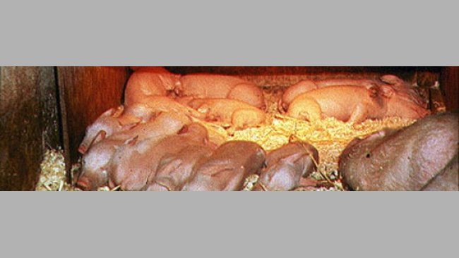 Thermal control in piglets 