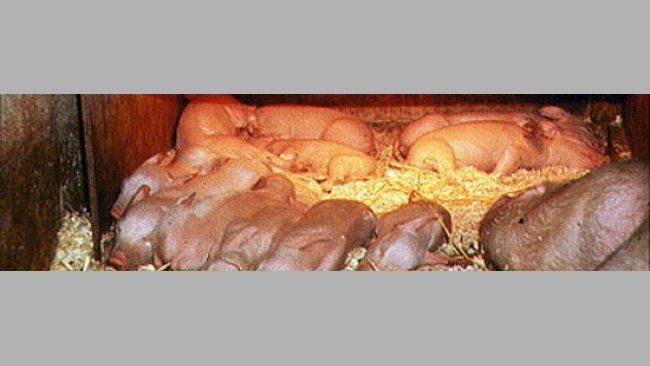 Thermal&nbsp;control in piglets&nbsp;
