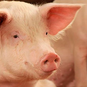 An improved sow in Hoima District in Uganda (photo credit: ILRI/Karen Marshall).