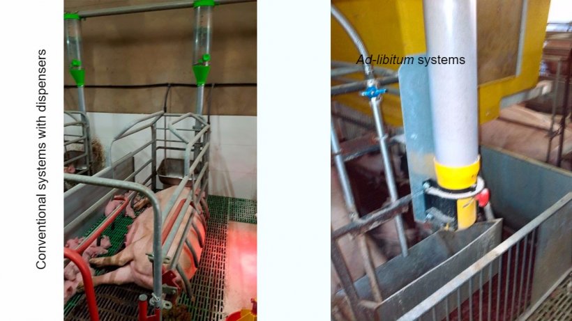 Conventional systems with a dispenser are a good option, but they require a very good level of stockmanship, controlling whether the sows may eat more feed and&nbsp;modifying the dispensers daily. Ad-libitum systems pretend not&nbsp;to &ldquo;limit&rdquo; sow intake. Apart from this, feeding at night, when temperature drops, is helpful in warm areas or climates.
