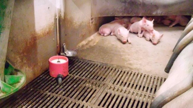 What use will we give to artificial milk? This is one of the current debates, and although our experts agree it will play a role in the future, they are still not convinced about the use of milk as a system to "rely on".