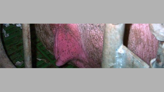Farrowing