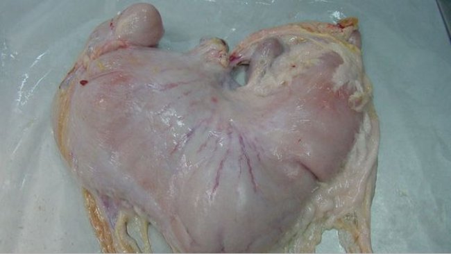 Pig stomach with content