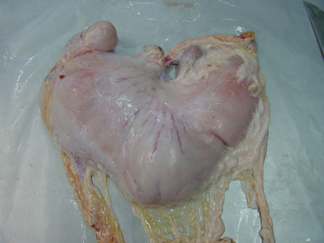 Fasting pigs before slaughter - Articles - pig333, pig to pork community Fasting pigs before slaughter - Articles - pig333, pig to pork community