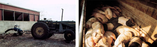 Figure 4: Caution when agitating or pumping. The workers survived this incident but the pigs did not.
