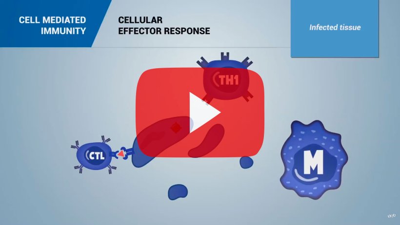 The immune system and the immunity in swine: Cell mediated immunity

