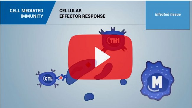 The immune system and the immunity in swine: Cell mediated immunity