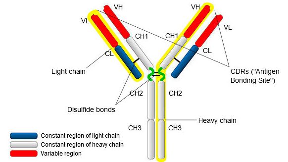 IgG types and structure