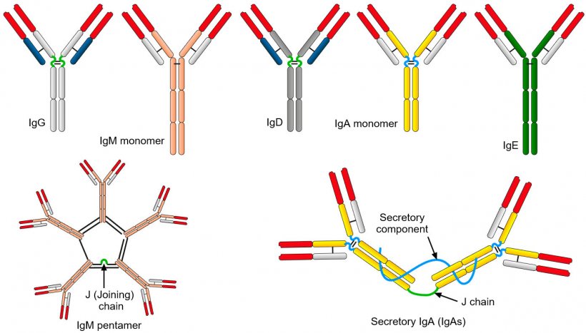Figure 2. The different amino acid sequences of the constant heavy chain region characterize different classes of antibodies or isotypes.
