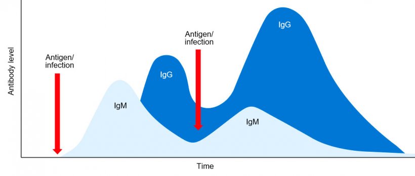 Figure 1: Isotypic switching and primary and secondary immune response to subsequent exposition to the same antigen.