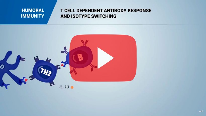 Specific humoral immunity response
